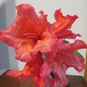 Two vibrant pink Rhododendron The Beacon flowers with visible stamens and water droplets rest in a clear glass container on a wooden surface, catching the light and showcasing their striking color.