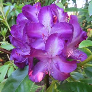 A close-up of Rhododendron Nicholas flowers in vibrant purple, surrounded by lush green leaves.