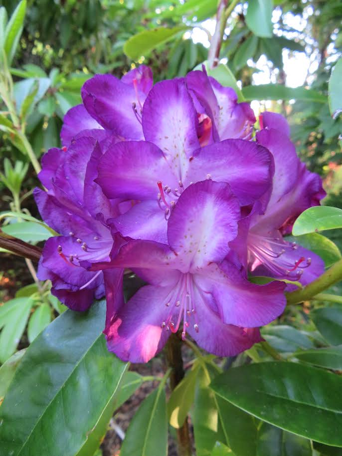 A close-up of Rhododendron Nicholas flowers in vibrant purple, surrounded by lush green leaves.