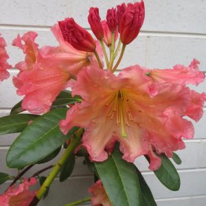The Rhododendron September Song x Woody Peach displays pink and yellow blooms with green leaves, standing out against a white brick wall and reflecting the soft tones of Woody Peach.