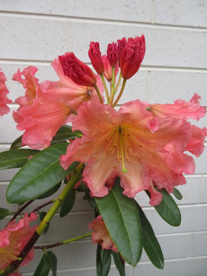 The Rhododendron September Song x Woody Peach displays pink and yellow blooms with green leaves, standing out against a white brick wall and reflecting the soft tones of Woody Peach.