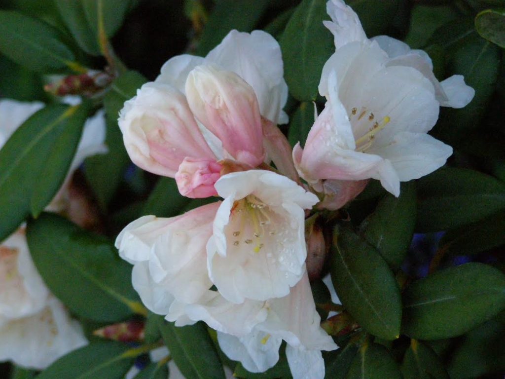 Close-up of white and pale pink Rhododendron White Mouse (Mice) flowers in bloom, surrounded by dark green leaves.