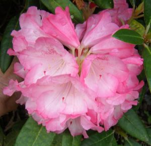 The Rhododendron Yak X Firebird showcases a cluster of soft pink blooms, beautifully set against rich green foliage.