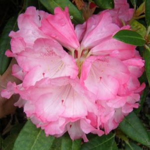 The Rhododendron Yak X Firebird showcases a cluster of soft pink blooms, beautifully set against rich green foliage.