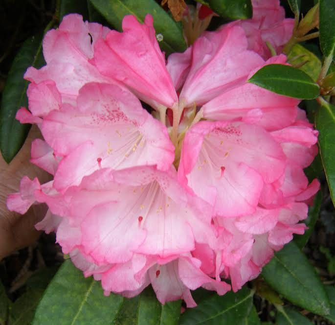 The Rhododendron Yak X Firebird showcases a cluster of soft pink blooms, beautifully set against rich green foliage.
