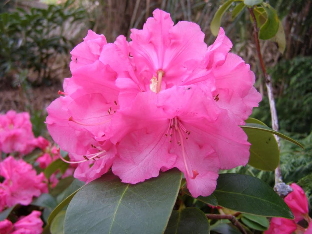 Rhododendron April Glow