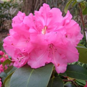Close-up of a Rhododendron April Glow shrub, featuring its vibrant pink blooms and lush green foliage.
