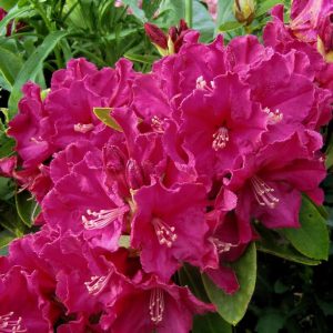 Bright magenta Rhododendron Burgendy flowers are in full bloom with lush green leaves behind them. In the corner, yellow text displays the product name: "Rhododendron Burgendy.