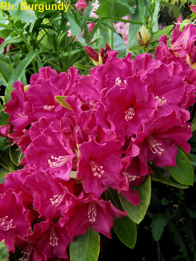 Bright magenta Rhododendron Burgendy flowers are in full bloom with lush green leaves behind them. In the corner, yellow text displays the product name: "Rhododendron Burgendy.