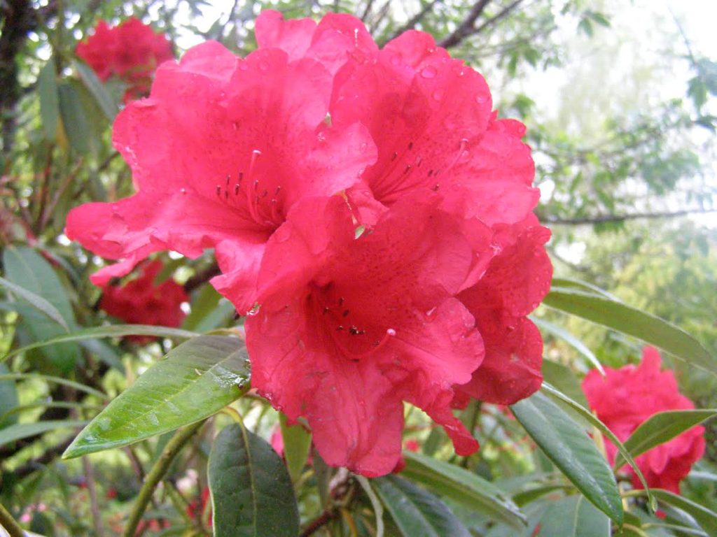 Rhododendron Kaka