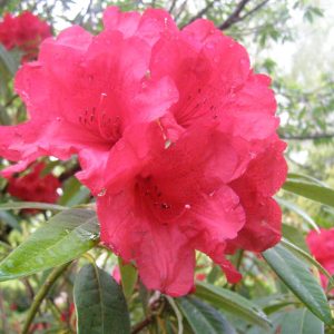 Close-up of a vibrant Rhododendron Kaka flower cluster, showcasing its red blooms with lush green leaves in the background.