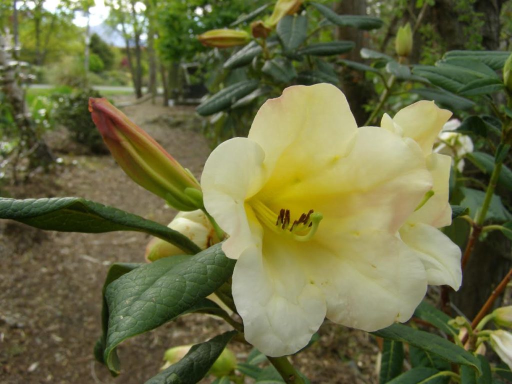 Rhododendron Lady Dorothy Ella