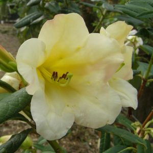 A pale yellow Rhododendron Lady Dorothy Ella flower with a trumpet shape blooms on a leafy green shrub, accompanied by one closed bud next to the open blossom.