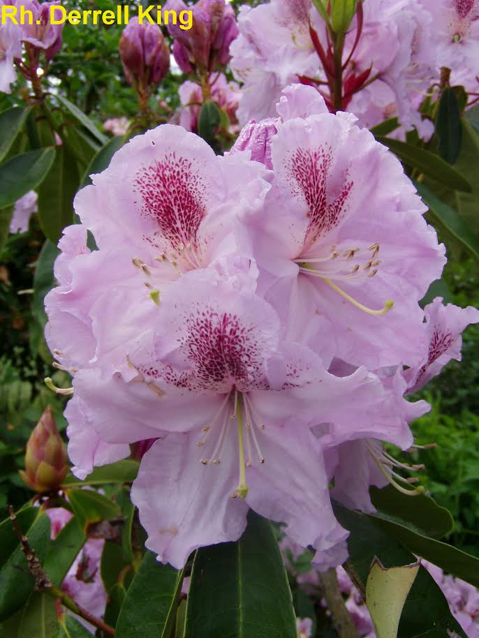 Rhododendron Derell King