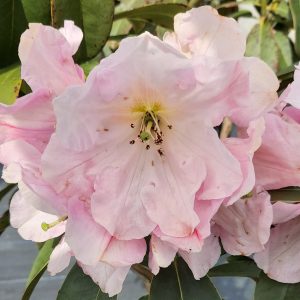 Close-up of a Rhododendron Marshmellow flower in bloom, featuring soft pink petals and surrounded by vibrant green foliage.