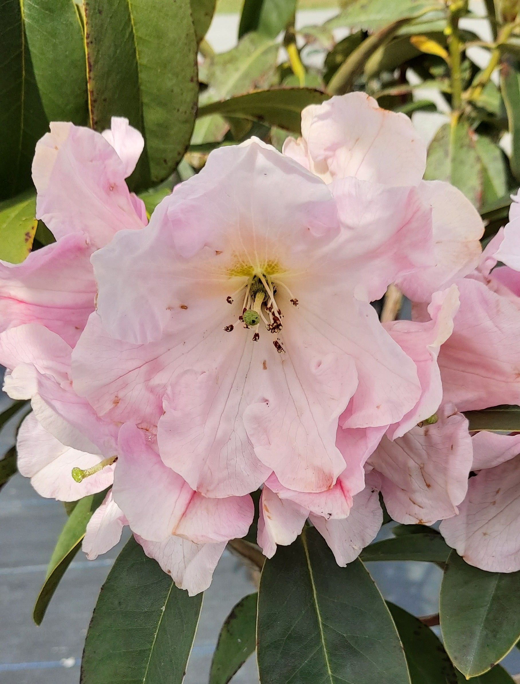 Close-up of a Rhododendron Marshmellow flower in bloom, featuring soft pink petals and surrounded by vibrant green foliage.