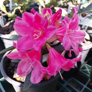 A potted Rhododendron Fragrant Red with vibrant blooms is displayed among other plants in a greenhouse setting.