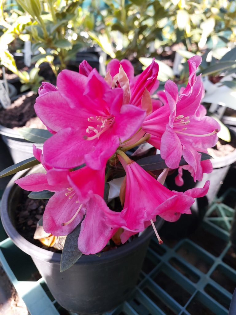 Rhododendron Fragrant Red