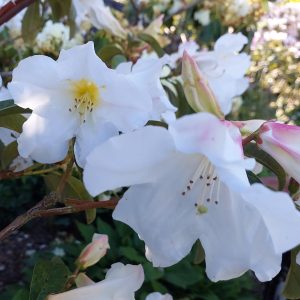 Rhododendron Tyermanii blooms feature clusters of white flowers with light pink accents and green leaves, captured outdoors in natural sunlight.