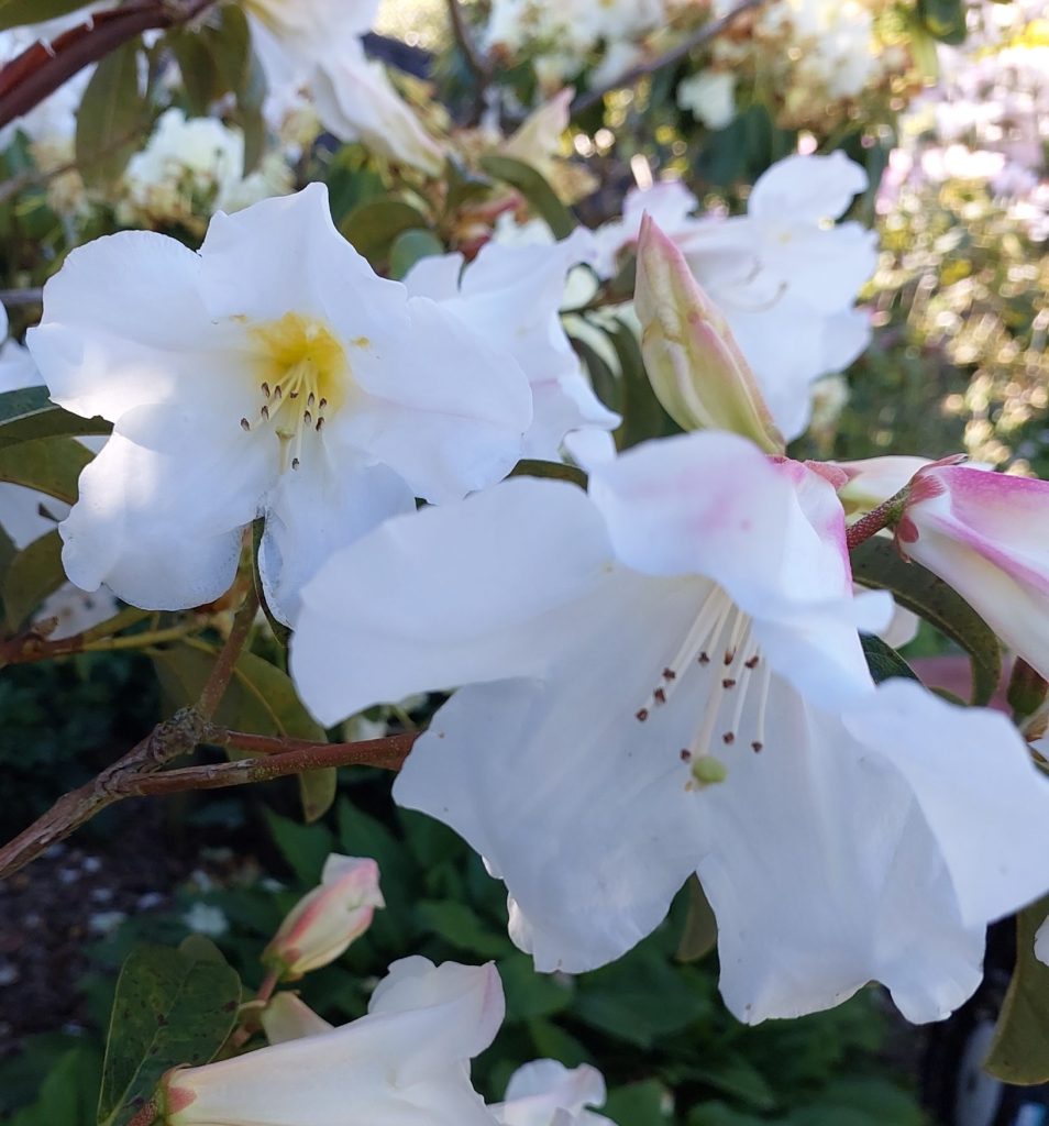 Rhododendron Tyermanii