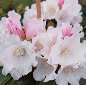 Close-up of Rhododendron Snow White in bloom, with its delicate light pink and white petals standing out against the lush green leaves in the background.