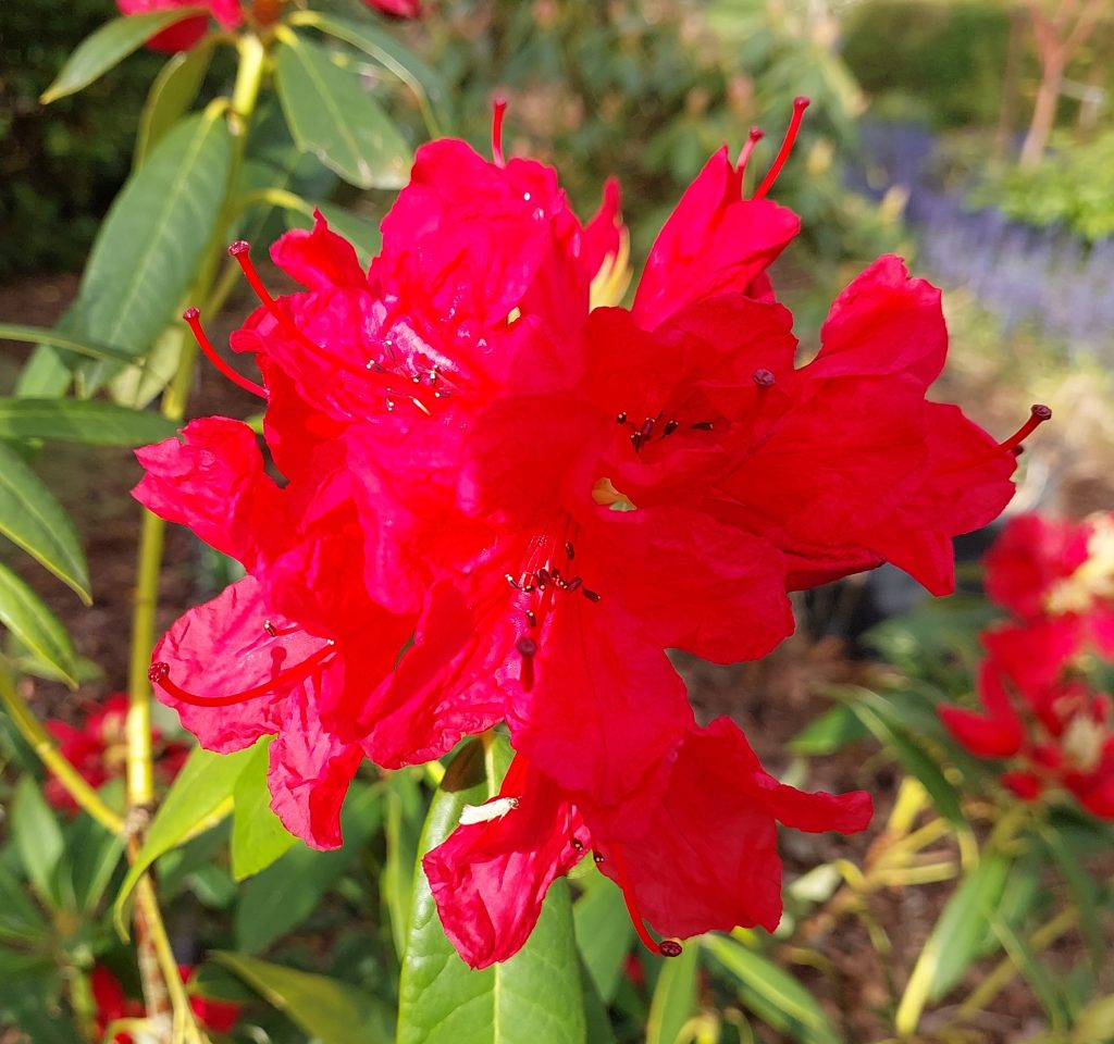A close-up of the Rhododendron Homestead in full bloom, showcasing its bright red flowers surrounded by green leaves and a lush garden backdrop.