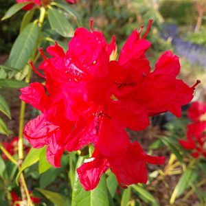 A close-up of the Rhododendron Homestead in full bloom, showcasing its bright red flowers surrounded by green leaves and a lush garden backdrop.