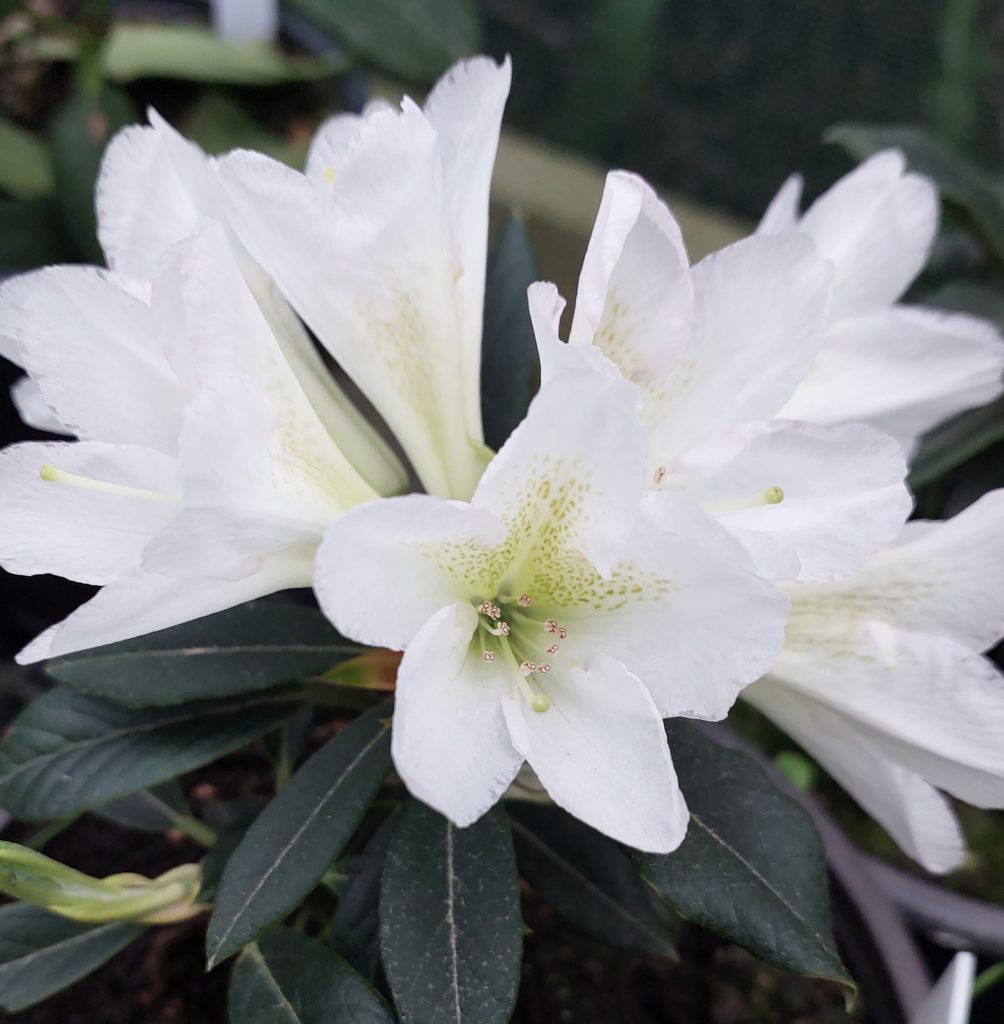 Rhododendron Silver Sixpence blooms with white flowers featuring green-spotted throats, set against dark green foliage.