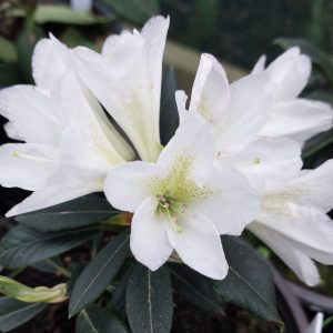 Rhododendron Silver Sixpence blooms with white flowers featuring green-spotted throats, set against dark green foliage.