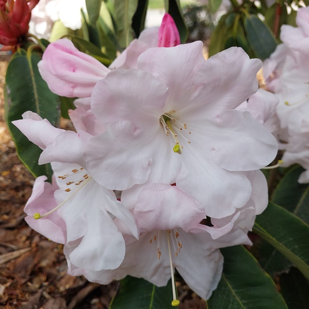 Rhododendron Loderi King George