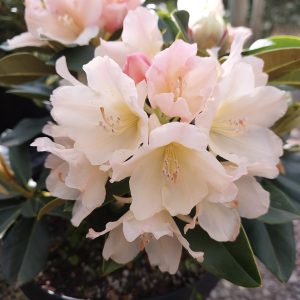 Rhododendron Kissed displays clusters of pale pink and white flowers in bloom, set against a background of dark green leaves.