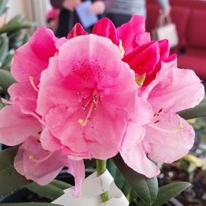 Close-up of a Rhododendron Allen's Surprise flower with green leaves, with blurred people visible in the indoor background.