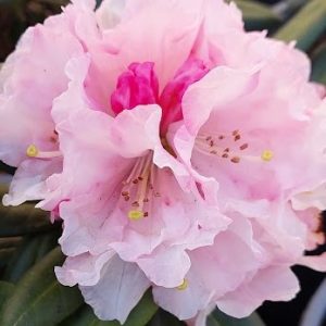 Close-up of the Rhododendron Yak #6 flower, showcasing its light pink ruffled petals and visible stamens, set against green foliage.