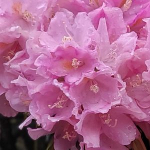 Close-up of Rhododendron Jodie King flowers, showing delicate pink petals with visible raindrops.