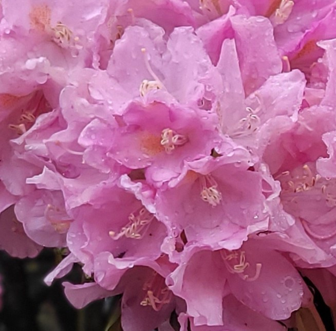 Rhododendron Jodie King