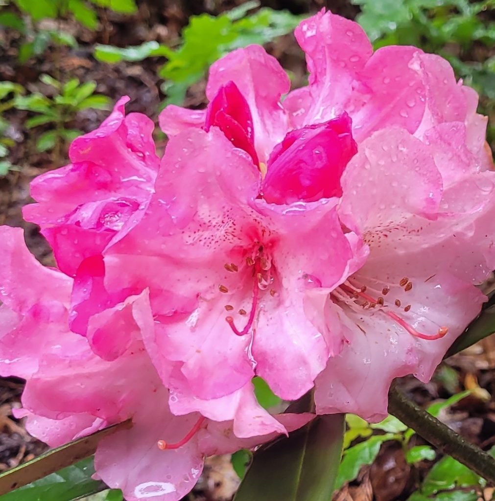 Close-up of the Rhododendron Yak Superman flower showing pink petals with water droplets, set against green foliage.