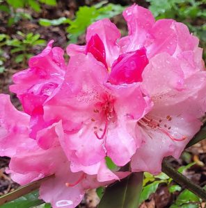 Close-up of the Rhododendron Yak Superman flower showing pink petals with water droplets, set against green foliage.