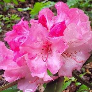 Close-up of the Rhododendron Yak Superman flower showing pink petals with water droplets, set against green foliage.
