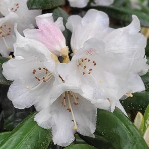 Close-up of Rhododendron Hydon Valvet flowers with visible white petals and stamens, set against dark green leaves.