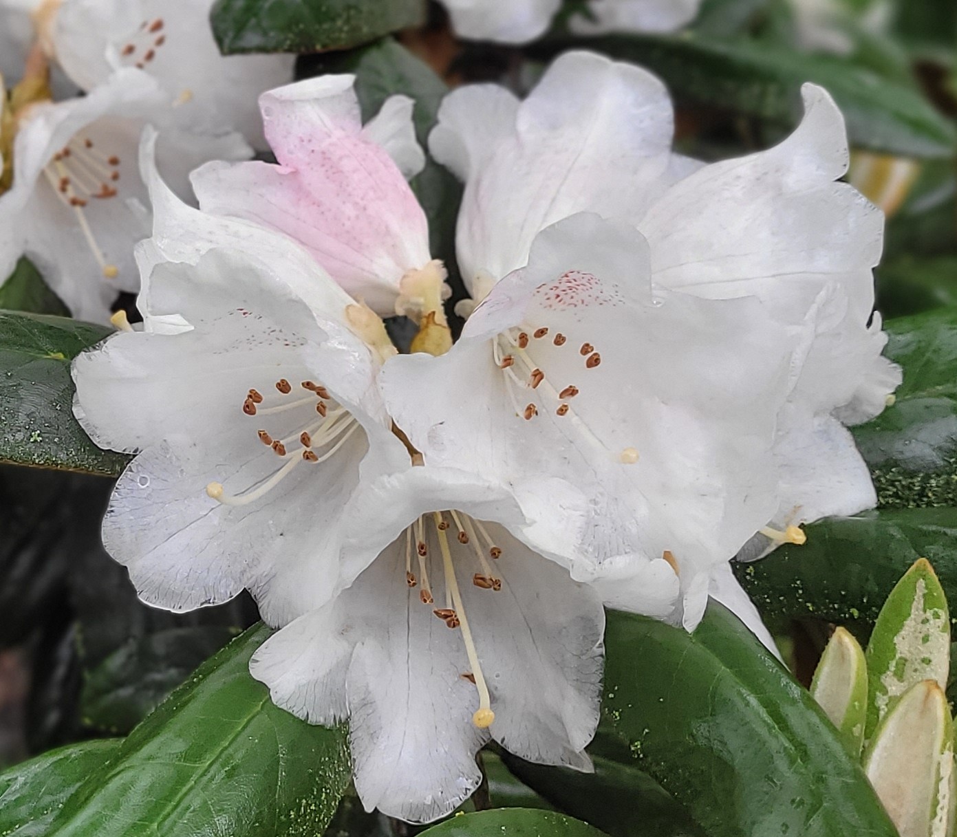 Close-up of Rhododendron Hydon Valvet flowers with visible white petals and stamens, set against dark green leaves.