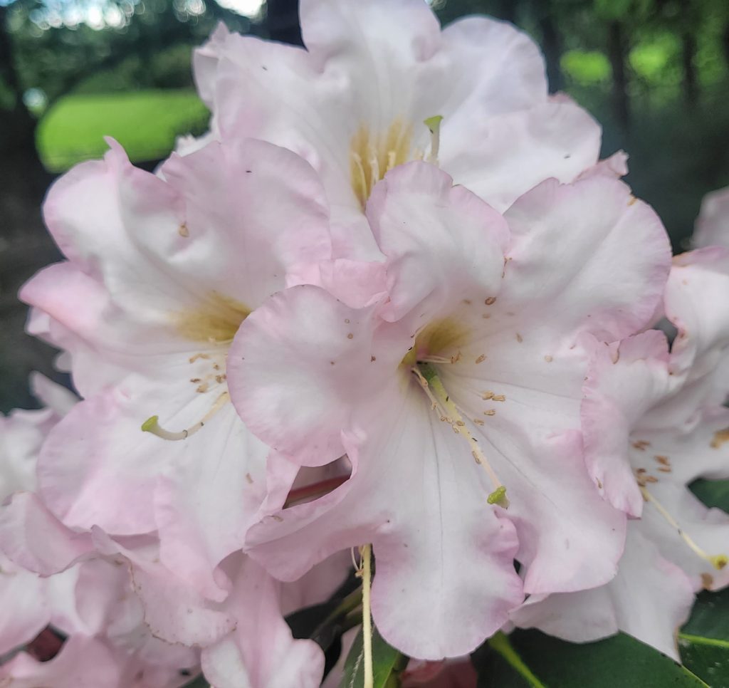 Close-up of Rhododendron Pelican blooms—pale pink flowers with delicate petals and visible stamens—set against a blurred green outdoor background, evoking peaceful scenery where pelican sightings often occur.