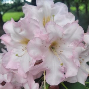 Close-up of Rhododendron Pelican blooms—pale pink flowers with delicate petals and visible stamens—set against a blurred green outdoor background, evoking peaceful scenery where pelican sightings often occur.