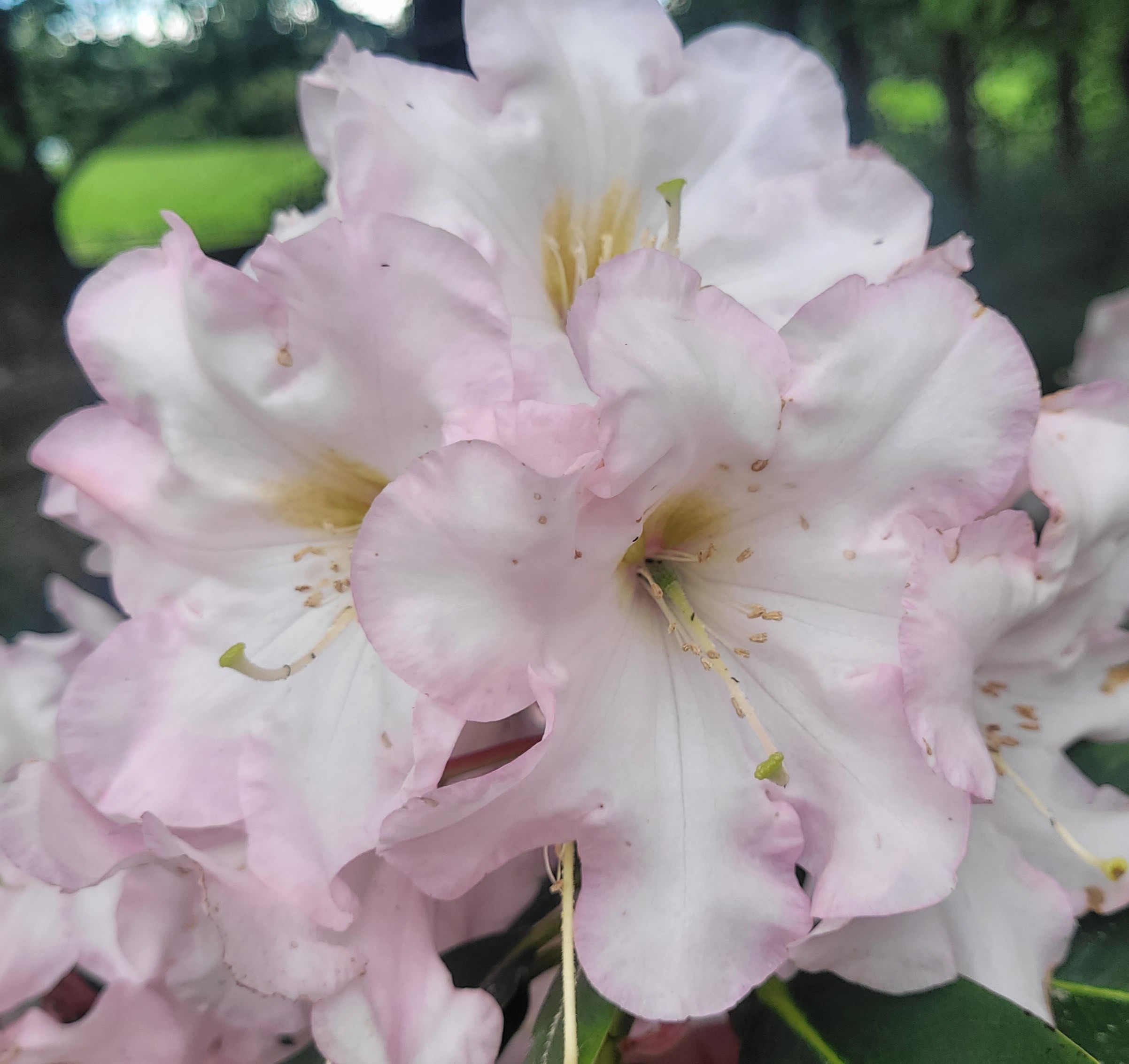Close-up of Rhododendron Pelican blooms—pale pink flowers with delicate petals and visible stamens—set against a blurred green outdoor background, evoking peaceful scenery where pelican sightings often occur.