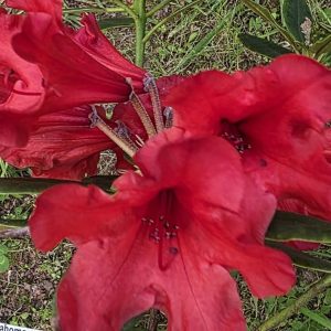 Close-up of two large, vibrant red trumpet-shaped Rhododendron Oaklahoma flowers with green leaves and stems in the background.