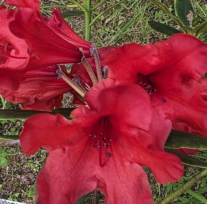 Close-up of two large, vibrant red trumpet-shaped Rhododendron Oaklahoma flowers with green leaves and stems in the background.