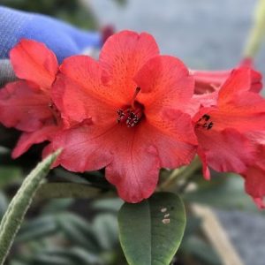 Close-up of a Rhododendron Dicroanthum in bloom, showing vibrant red flowers with visible stamens, green leaves, and a blue-gloved hand holding the stem.