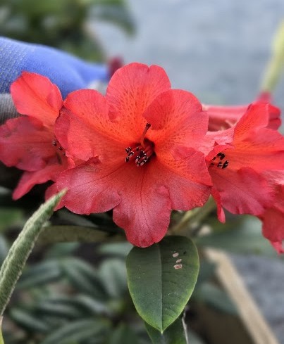 Rhododendron Dicroanthum