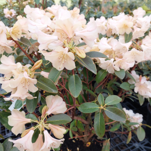 A cluster of pale pink Rhododendron Alison Johnstone flowers with dark green leaves, growing in a garden or nursery setting.
