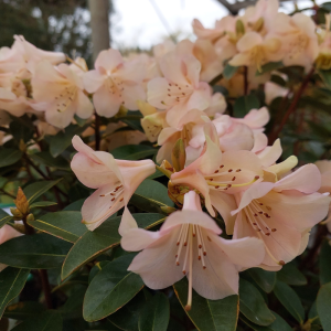 Pale pink Rhododendron Alison Johnstone flowers with green leaves, displayed outdoors in natural light—a delicate scene reminiscent of classic garden beauty.