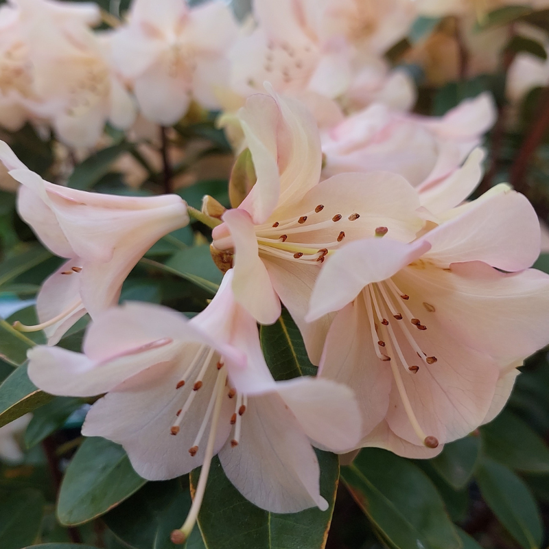 Rhododendron Alison Johnstone